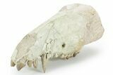Partial Fossil Early Pig (Perchoerus) Skull - South Dakota #355489-2